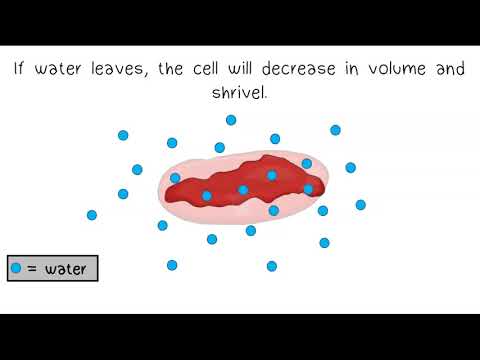 Video: Mis on Osmosis Jonesi hinnang?