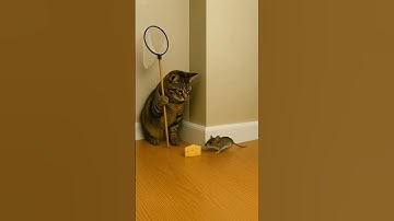 Cat Sets a Trap… But the Mouse Outsmarts It! 😂 #Shorts