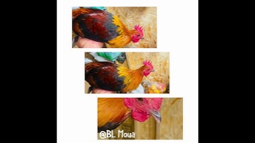 Qaib qus zoo nraug kawg