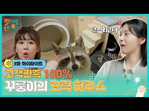 [#펫대로하우스] 장난꾸러기 <strong>라쿤</strong> 꾸룽이와 세 마리 고양이가 함께 뛰어노는 공간으로 변신!  | 3회 하이라이트