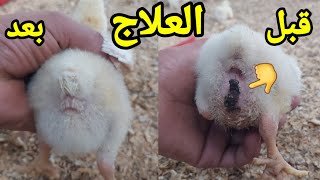 مشكله لزق البراز في المخرج عند الكتاكيت السبب وطريقه العلاج 👌  فوائد الشفاط