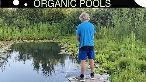 Strange Ingredient for Clear Water in an Organic Pool