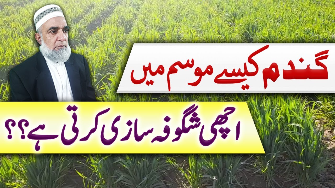 Which are the best climate conditions for better tillering of wheat crop || Crop Reformer