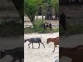 PENAMPAKAN MONYET MENUNGAGI KAMABING