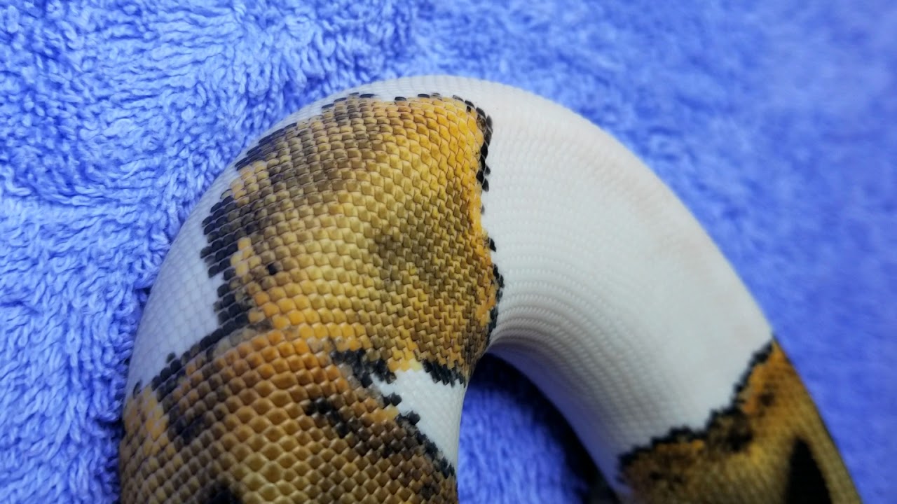 reptile lovers live with 80 snakes Holdback Pied Girl