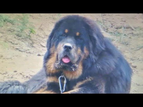 Tibetan Mastiff Puppies Available Full Heavy Bone Lion Head Punjab Youtube
