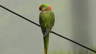 पपट Alexandrine Parakeet Window Photography Mumbai