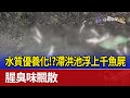 水質優養化！？滯洪池浮上千魚屍 腥臭味飄散