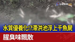 水質優養化！？滯洪池浮上千魚屍 腥臭味飄散