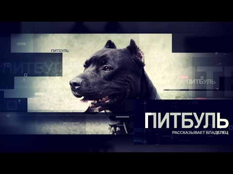 ПИТБУЛЬ. Все о породе. Рассказывает владелец