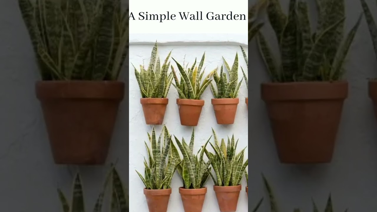 Snake plant wall decoration ideas