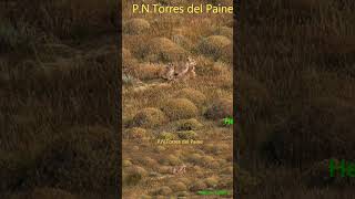 Puma y cachorros | Torres del Paine |