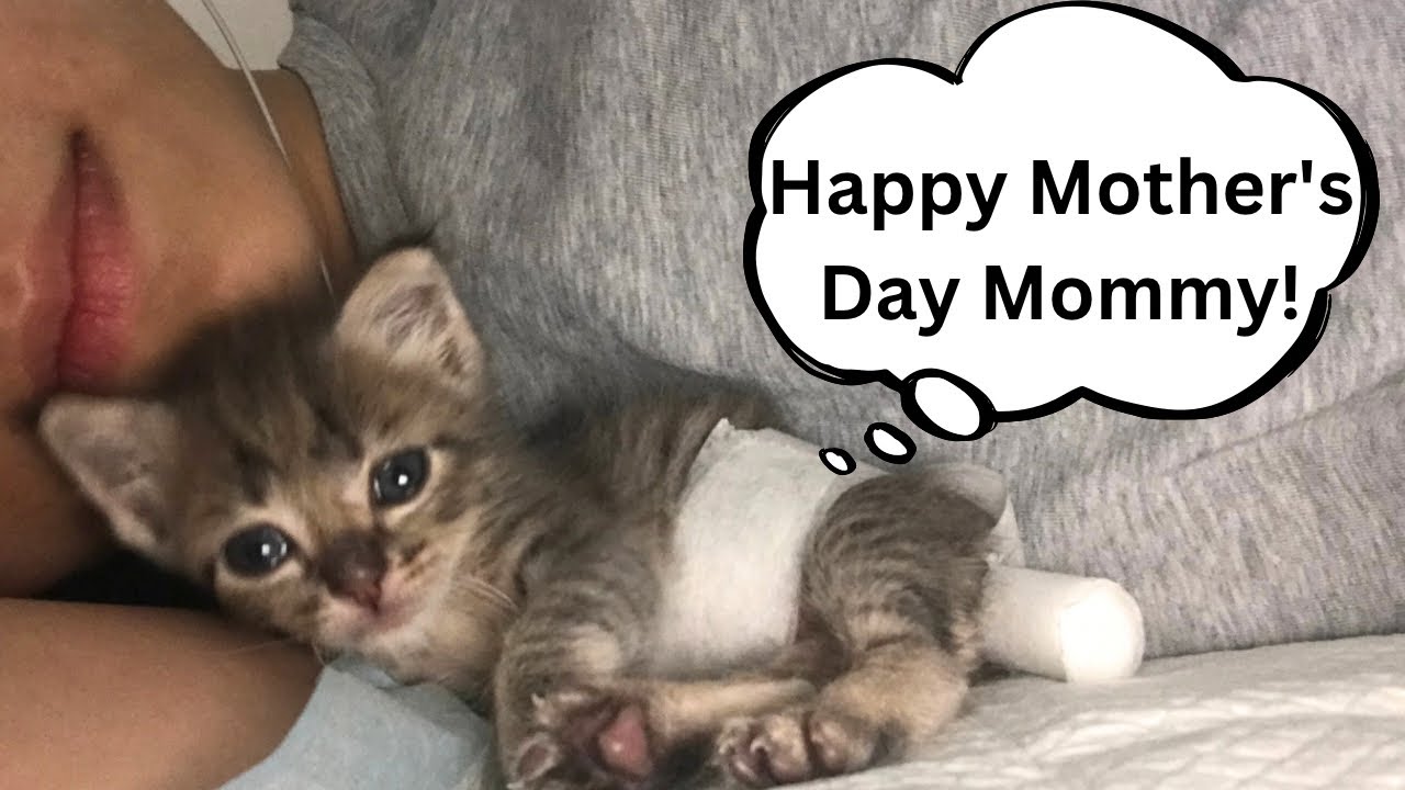 Happy Mother's Day! (Rescued kitten memories) - YouTube