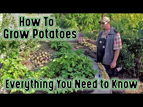 Video: Lär dig när och hur du odlar potatisväxter