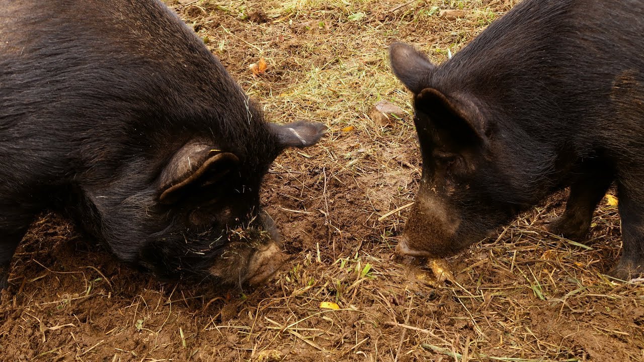 Pigs Root, And Reset An Ecosystem! YouTube