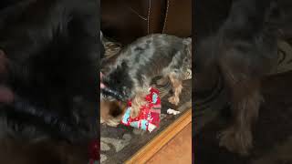 Buddy opening a Christmas gift 2021