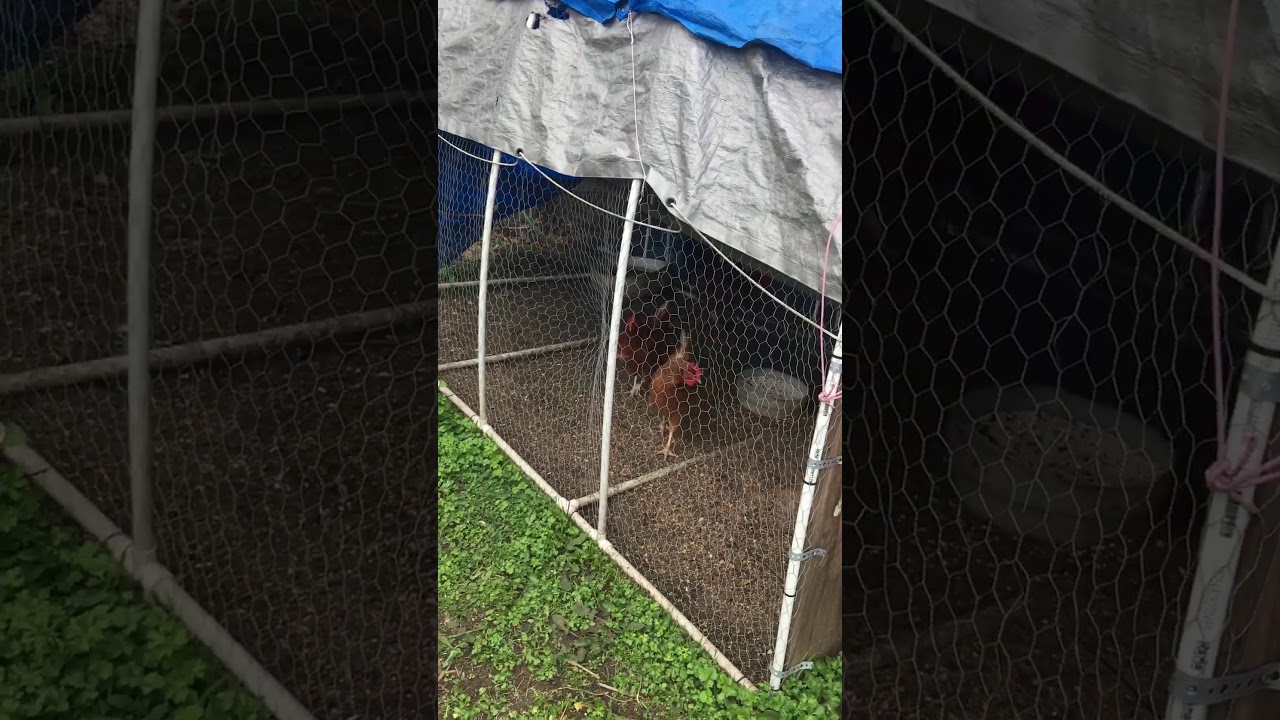 camera iphone 8 plus apk Chicken egg collection