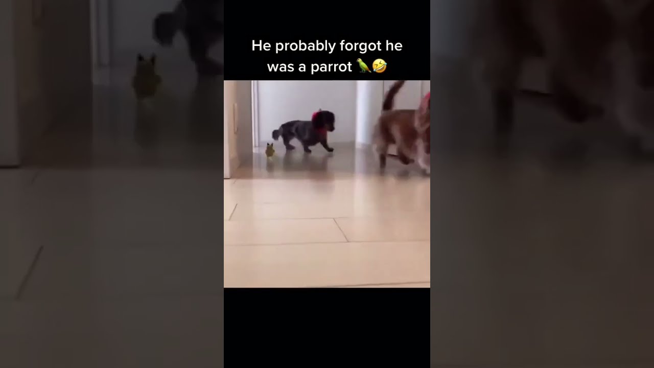 He Probably Forgot Was A Parrot 