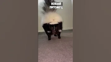 Просто домашний скунс. Самый обыкновенный скунс.