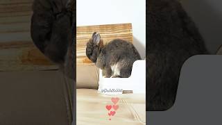 My Rabbit is Camera Shy 🫣