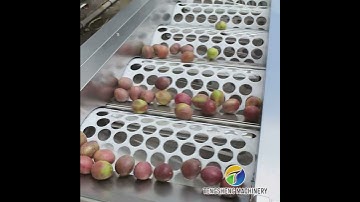Fruit sorting machine
