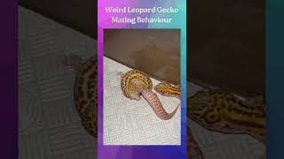 leopard gecko breeding behavior