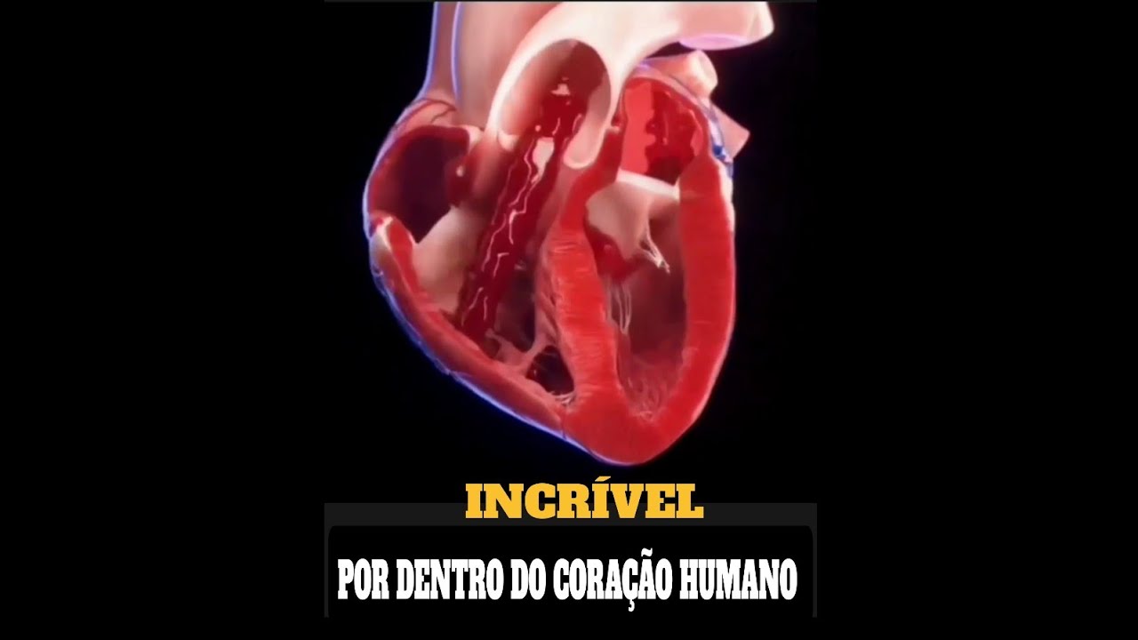 Como Coração Funciona. Visão Interna em 3D De Um Coração Humano ...