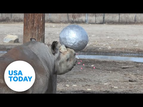 Kansas City Zoo hosts gender reveal event for expecting rhinos | USA TODAY