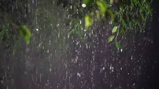 I want you to sleep well tonight - Heavy rain and thunderstorm sounds in tropical forest - Rain
