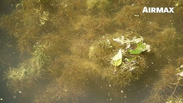 Airmax® Algae Defense® – Pond Algae Removal