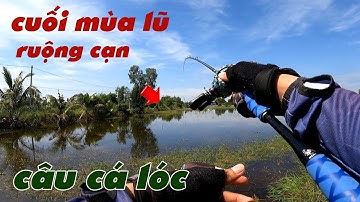Câu Lure Cá Lóc ✅ Câu Cá Lóc Dạo Mùa Nước Rút Theo Đám Ruộng Cạn | Tâm Râu Vlog #355