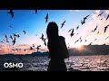 Epic Seagulls at Sunset - DJI Osmo Pocket 3 | Nature Beauty