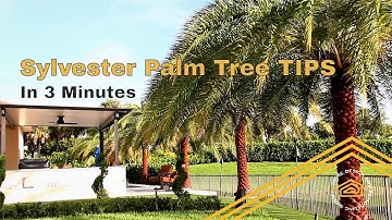 TIPS from the Sylvester Palm Tree Expert | What you should know.