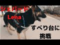 [シェパード] Lenaと公園に遊びに行く [shepherd] I went to the park with Lena.