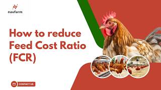 (FCR) Feed Conversion Ratio Explained