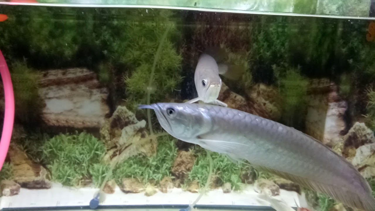 Ikan arwana red banjar vs silver berantem YouTube