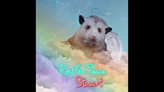 In Loving Memory of Stuart, from Awesome Possumz by Wild Things Media 276 views 2 years ago 3 minutes, 20 seconds