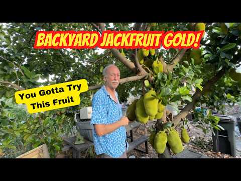 Backyard Jackfruit Harvest | Bangkok Lemon Variety Grown in South Florida