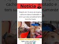 Depois de 10 anos de espera, cachorro idoso é adotado e tem sua vida completamente transformada