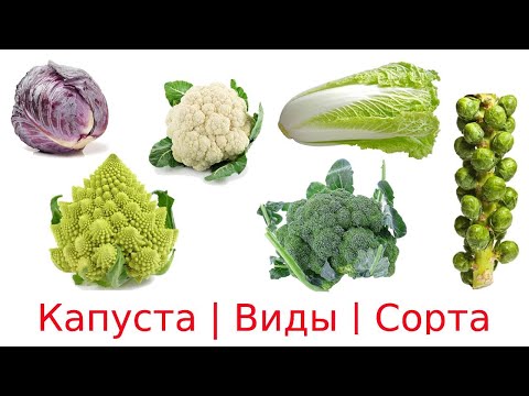 13 видов капусты | #Капуста | Виды | Сорта | разновидности капусты | овощи для детей #КарточкиДомана