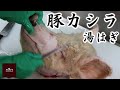 【閲覧注意】【肉処理】豚カシラの処理。湯はぎ。字幕あり。Pig head preparation videos with subtitles.