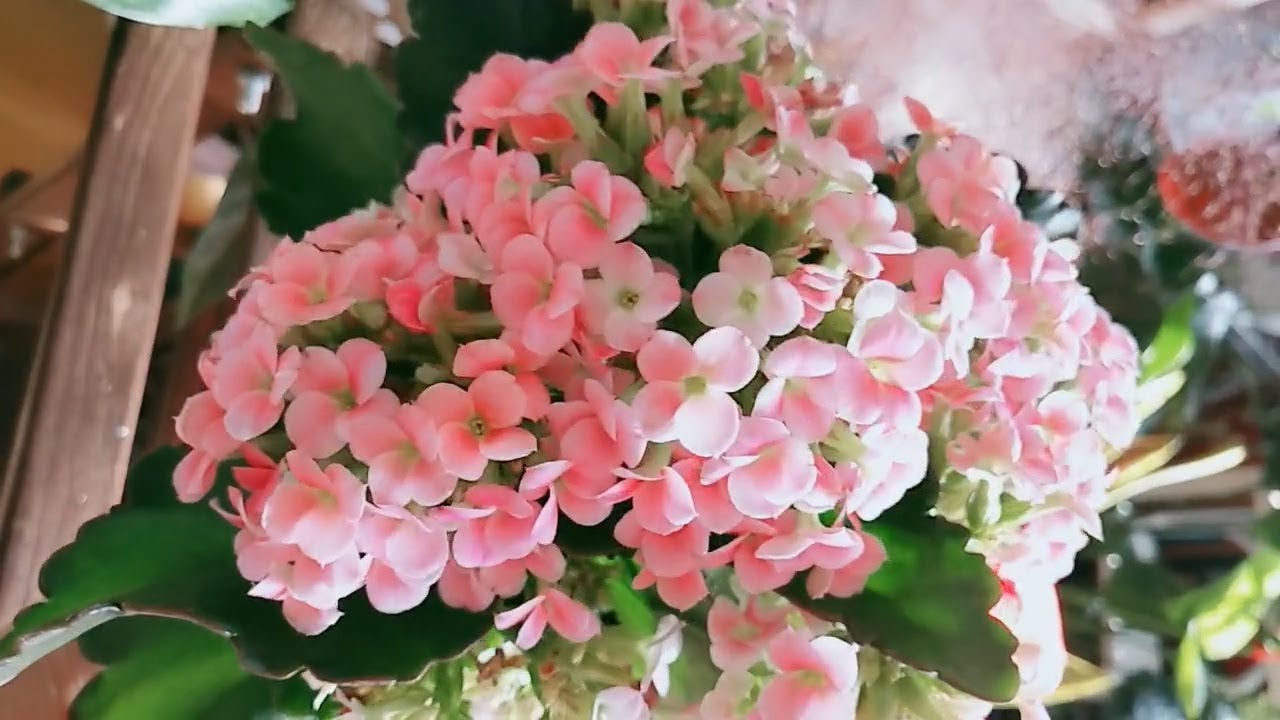 长寿花一年开几次花 就看你愿不愿意多做3件事 Youtube