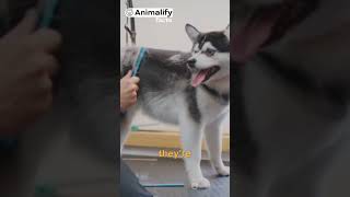 Alaskan Klee Kai: Unleashing the Facts #animalfact #interestingfacts