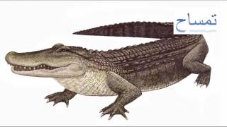 Alligator || تمساح استوائي ||Animals Arabic - English ||سلسلة الحيوانات بالعربية والانجليزية