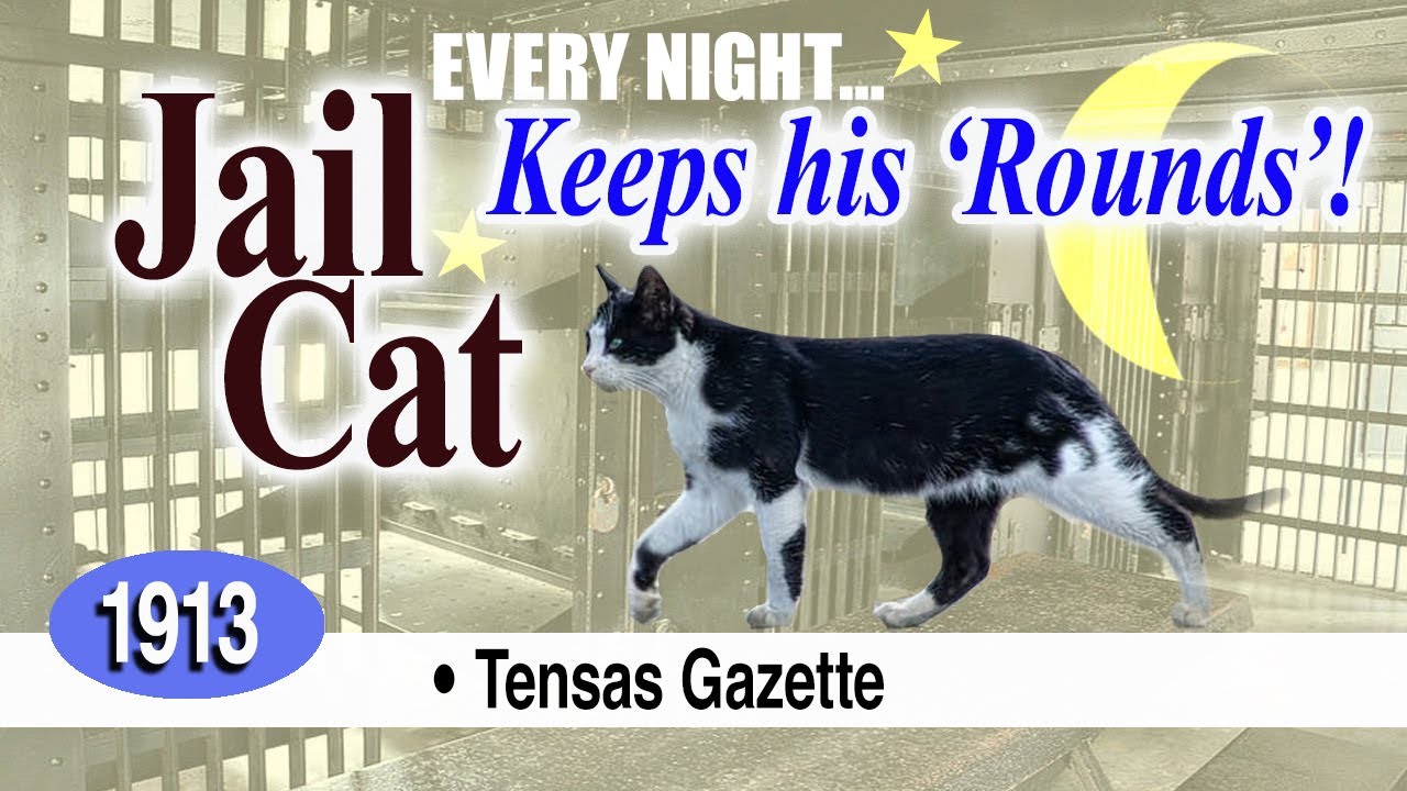 Jail Cat Makes Rounds of Prison YouTube