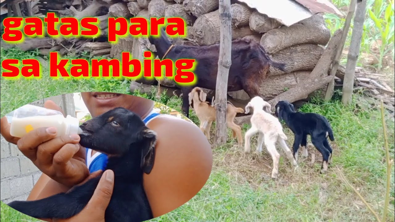 ano Ang gatas na pwede sa mga BAGONG PANGANAK NA KAMBING