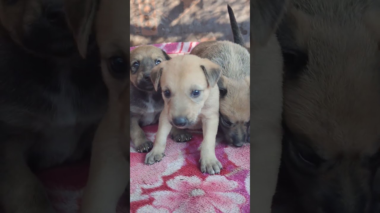 Rescue Motherless Puppies Crying Loud 🔊 For Mom but Mother Abandoned Them 😭
