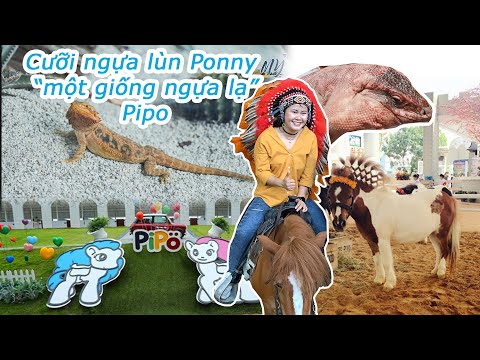 [DU LỊCH THÁI LAN] Pipo Pony Club || PATTAYA THAILAND เที่ยวไทย