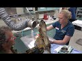 Prairie Sportsman Season 17 - The Raptor Center on "Rabbit Hunting and Raptor Rehab" - March 8