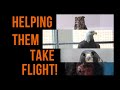 Prairie Sportsman Season 17 - The Raptor Center on "Rabbit Hunting and Raptor Rehab" - March 8